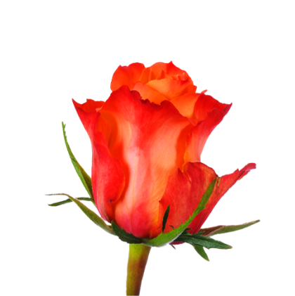 Pink Roses